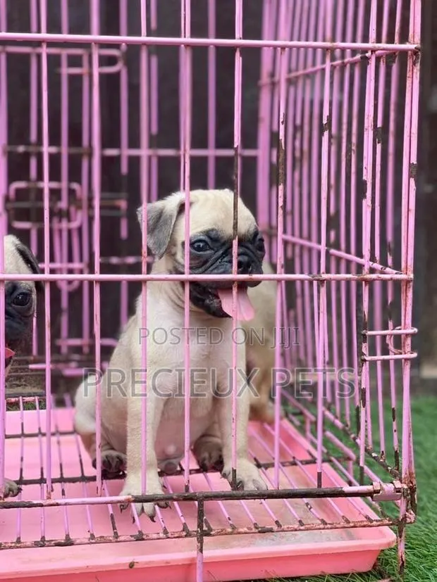 1-3 Months Male Purebred Pug · Photo 1