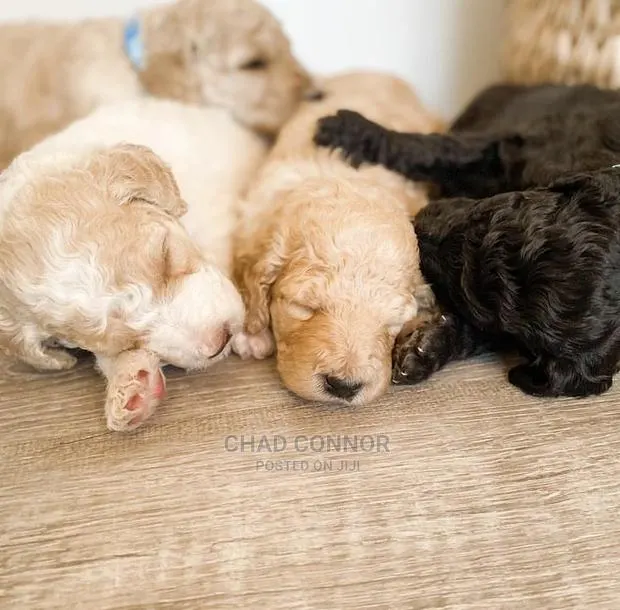 1-3 Months Male Purebred Poodle