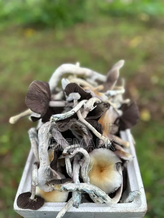 Magic Mushrooms (Psilocybin Shrooms) Whatsapp Only · Photo 1