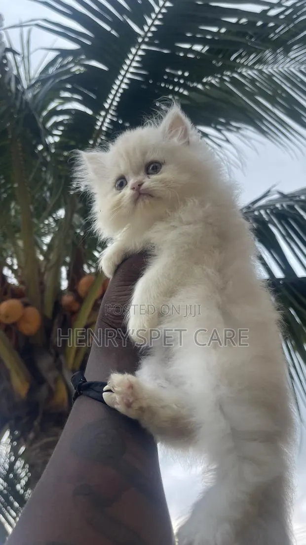 1-3 months Male Purebred Persian · Photo 3