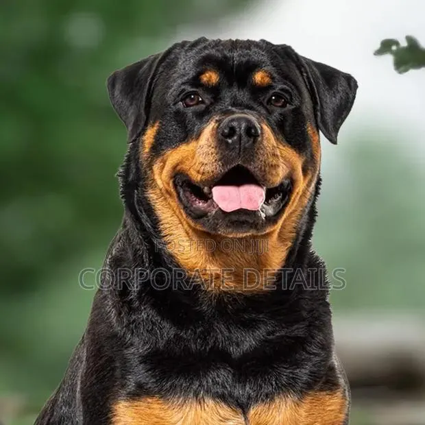 1+ year Male Purebred Rottweiler · Photo 1