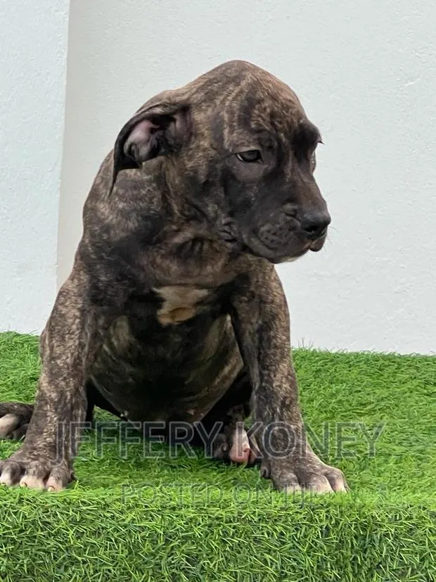 1-3 months Female Purebred Boerboel · Photo 1