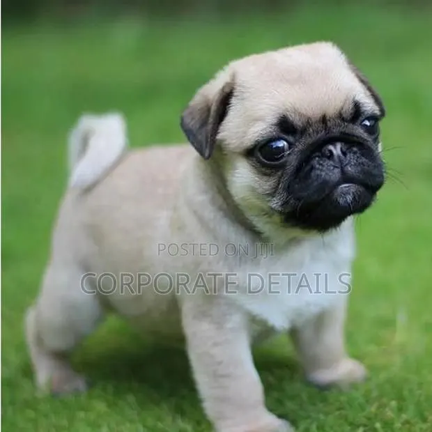1-3 months Female Purebred Pug · Photo 1