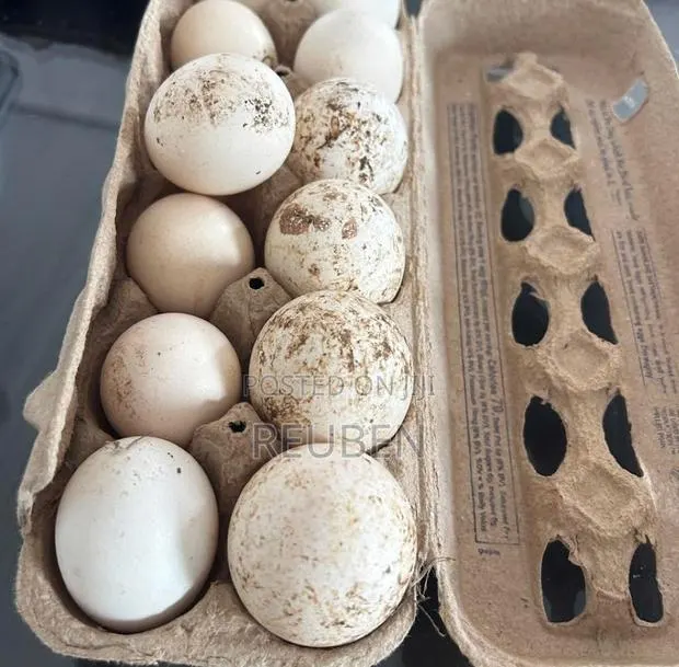 Turkey Eggs · Photo 1