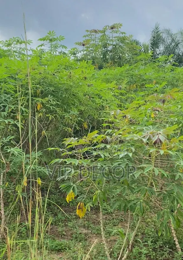 Fresh Organic Cassava for Dough, Garu · Photo 2