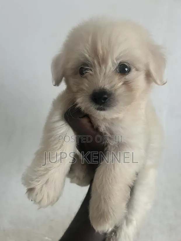 1-3 months Female Purebred Poodle · Photo 1