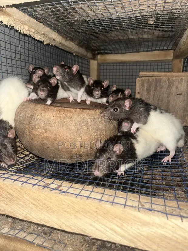 Albino Mouse or Pet Mouse · Photo 1