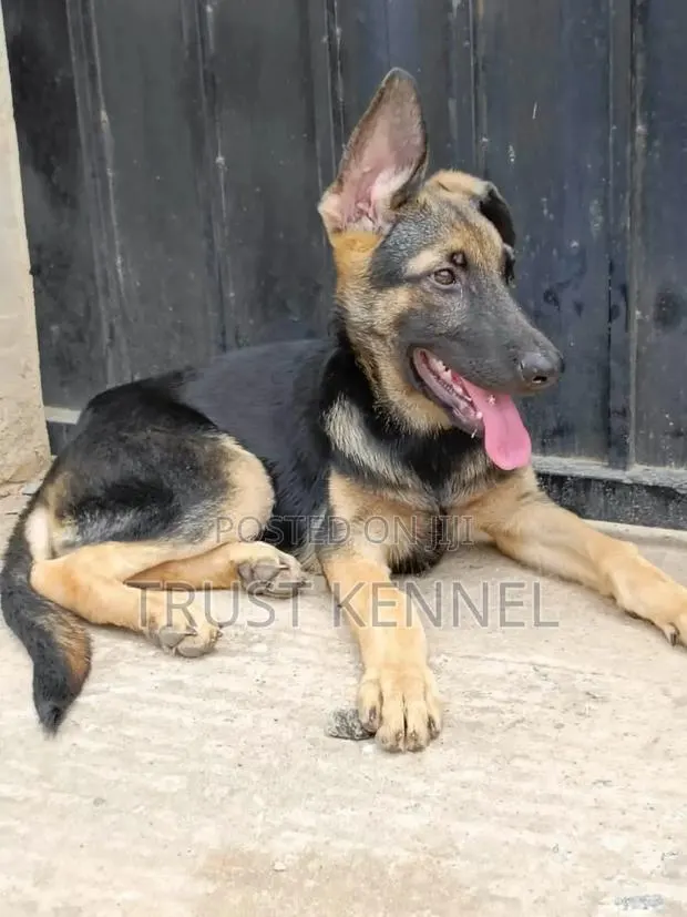 3-6 months Male Purebred German Shepherd · Photo 1