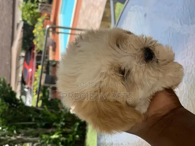 1-3 Months Female Purebred Havanese · Photo 1