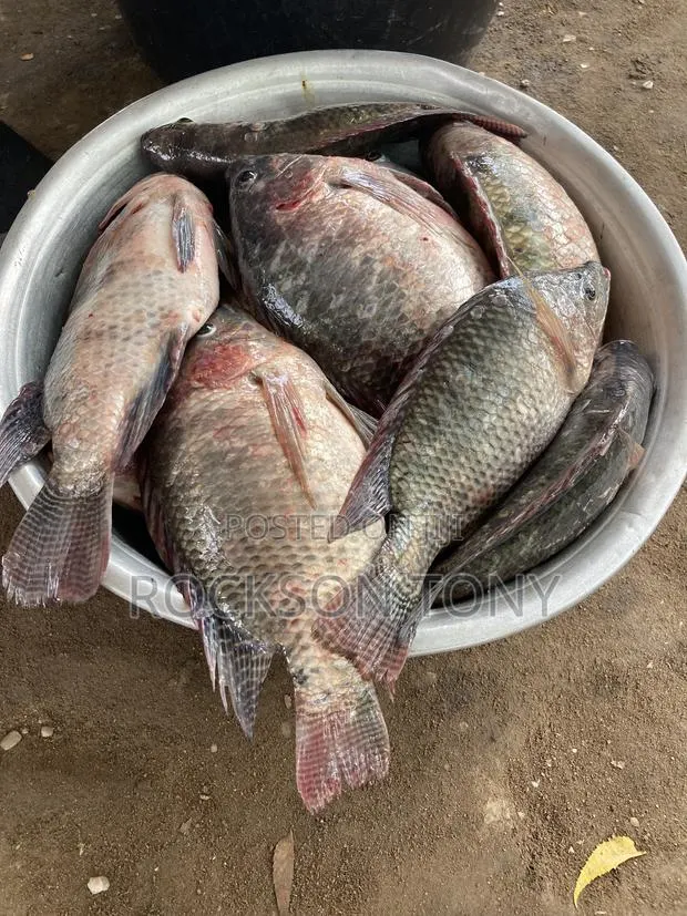 Fresh Tilapia · Photo 1