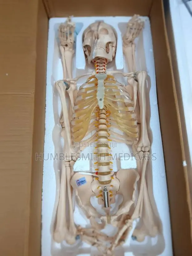Human Skeleton · Photo 1