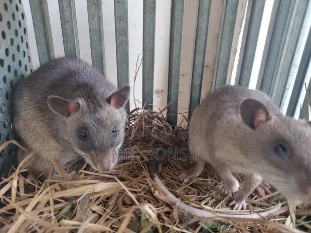 African Giant Pouched Rat - Kusie. Read Description · Photo 4