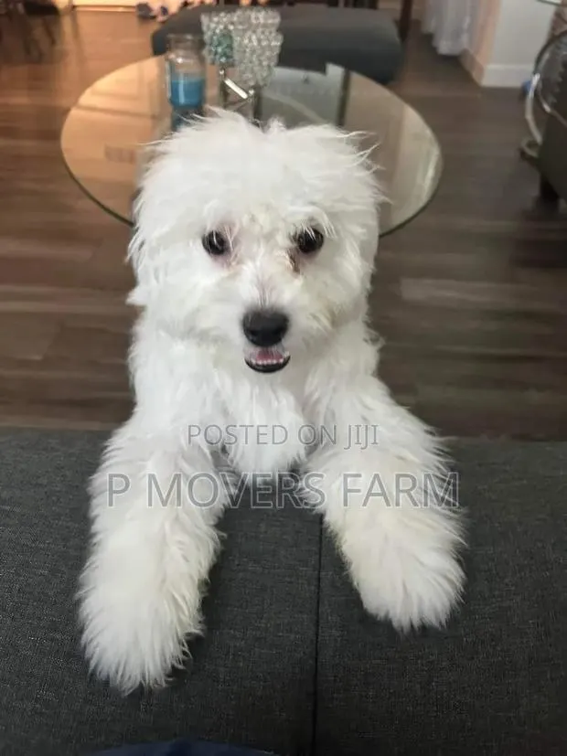 1-3 months Male Purebred Poodle · Photo 1