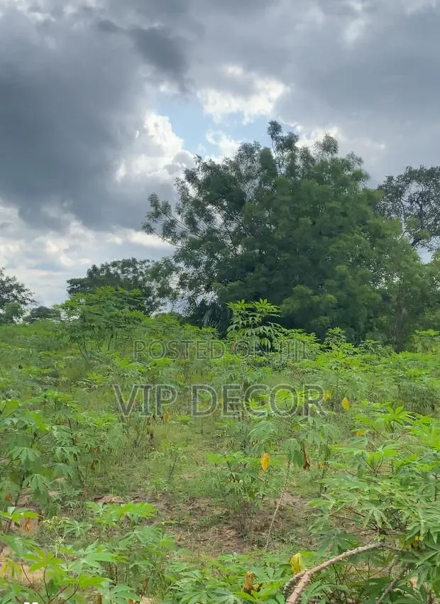 Fresh Organic Cassava for Dough, Garu · Photo 3