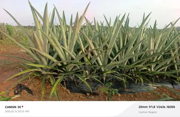 Pineapple Suckers · Photo 1