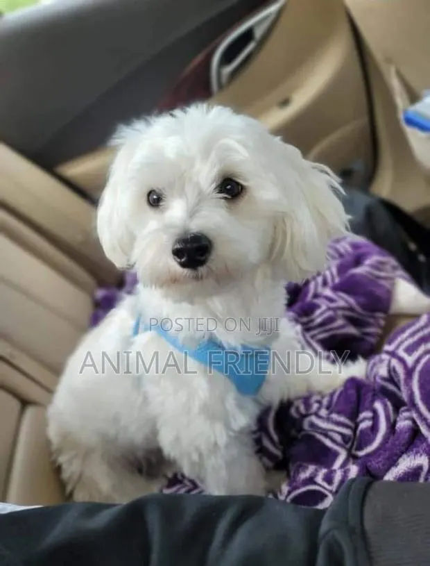 1-3 months Female Purebred Poodle · Photo 1