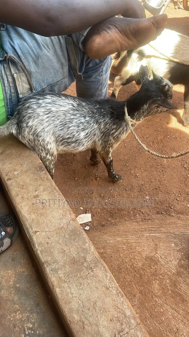 Pritiyad Farms · Photo 1