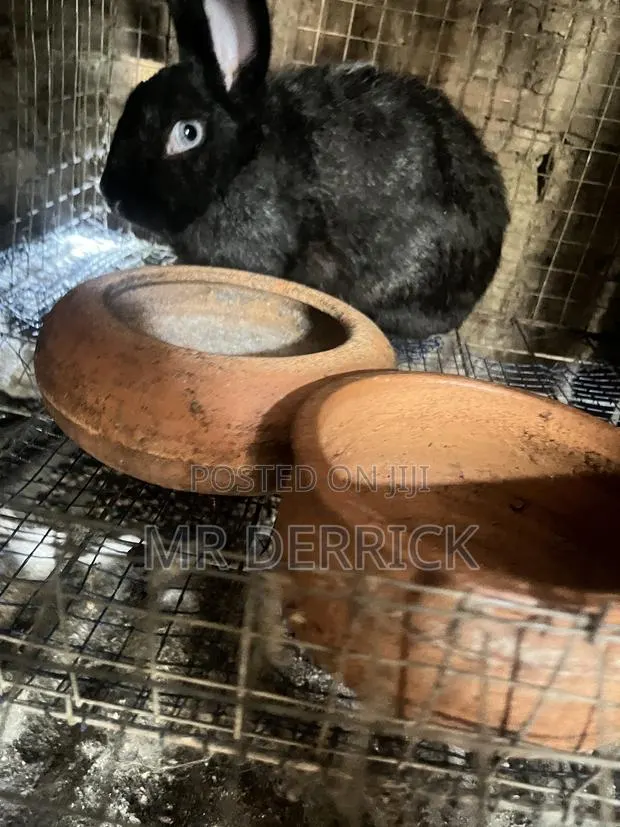 Female Rabbits · Photo 1