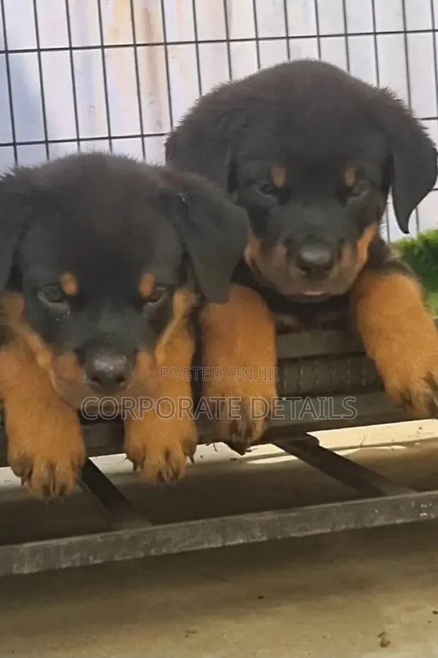 1-3 months Male Purebred Rottweiler · Photo 1