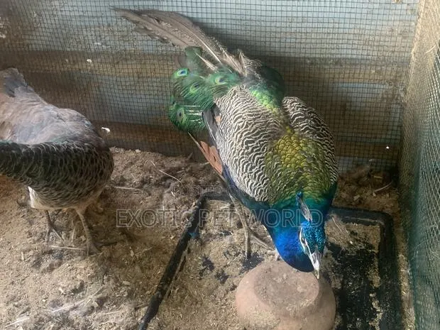 Pair of Peafowl · Photo 1