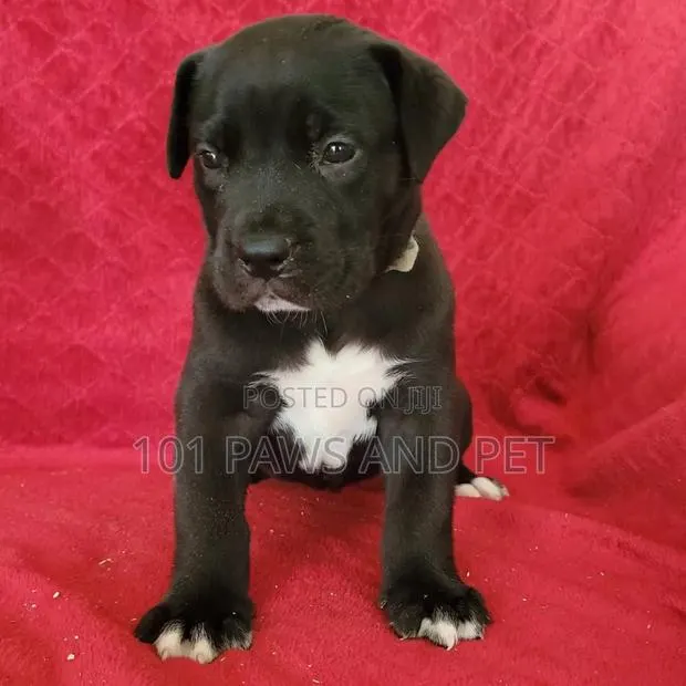 1-3 months Female Purebred Boerboel · Photo 1