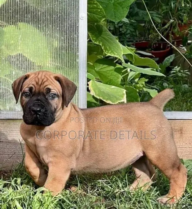 1-3 months Male Purebred Boerboel · Photo 1