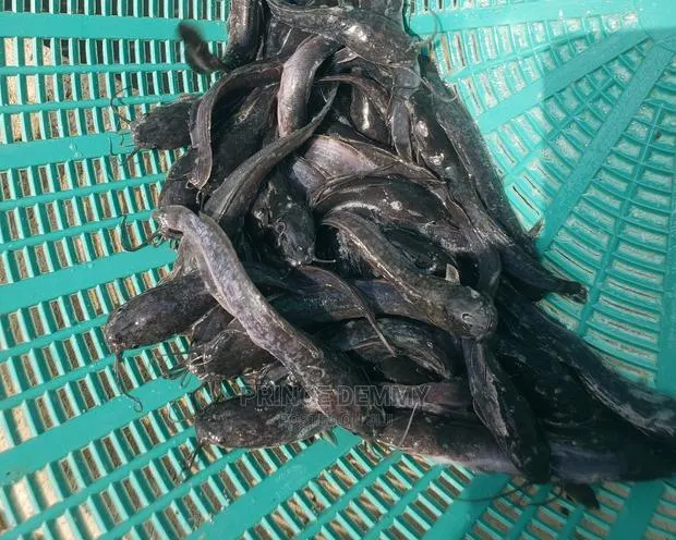 Post Fingerling · Photo 1