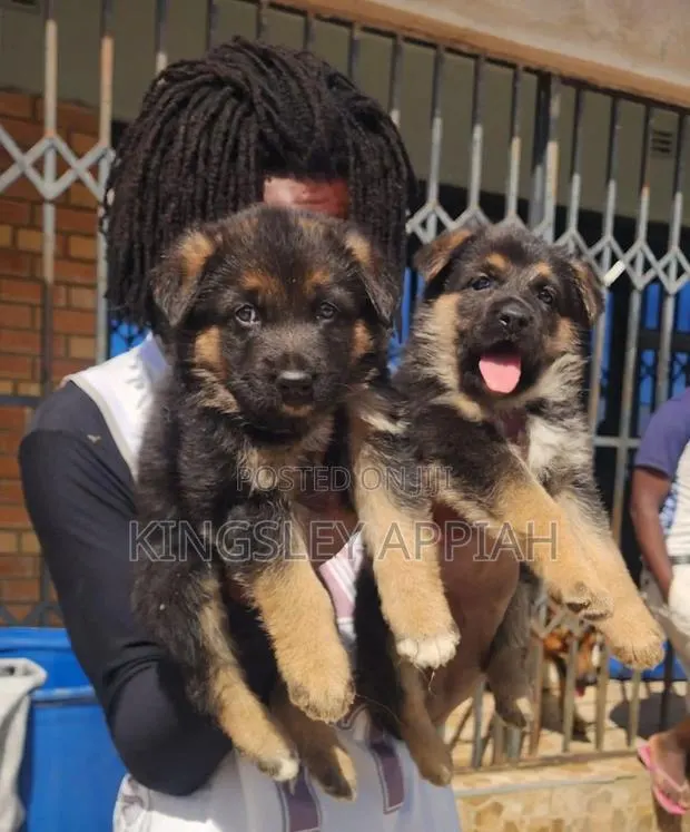 1-3 months Male Purebred German Shepherd · Photo 1