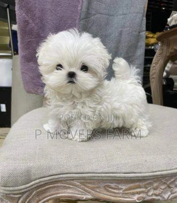 1-3 months Male Purebred Maltese · Photo 1