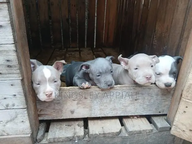 1-3 months Male Purebred American Pit Bull Terrier · Photo 1