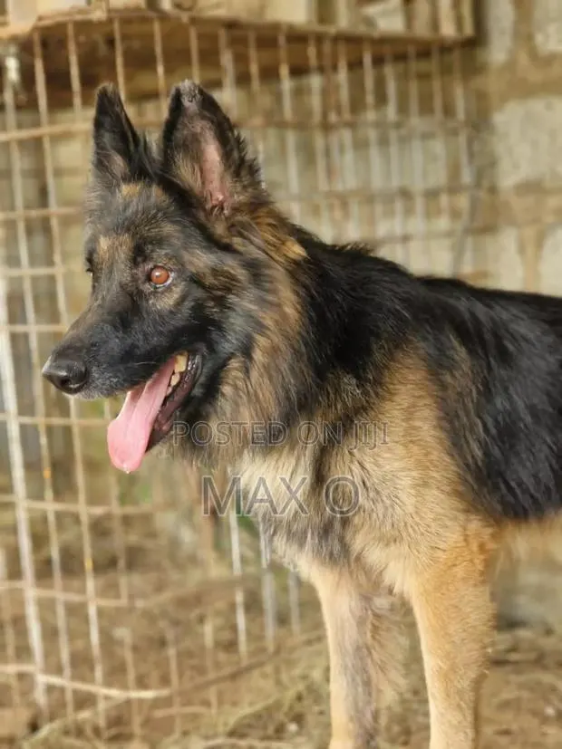 1+ year Male Purebred German Shepherd · Photo 1