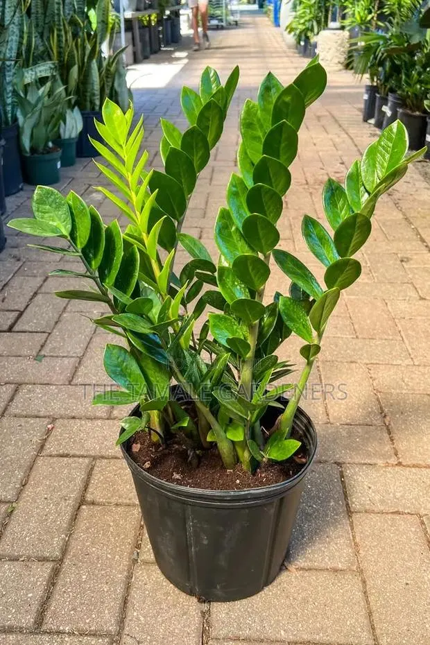 ZZ Plant, Beautiful Ornamental Indoor Plant for Sale · Photo 1