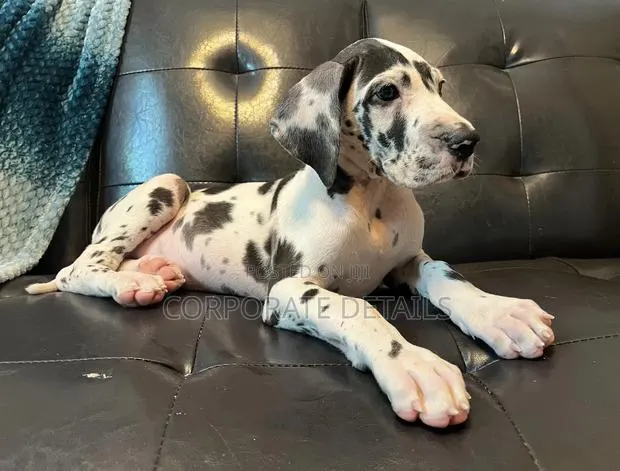 1-3 months Male Purebred Great Dane · Photo 1