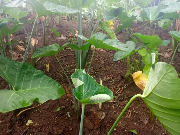 Healthy Cocoyam and Plantain Suckers for Sale · Photo 1
