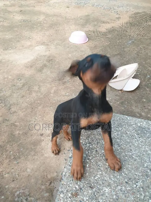 1-3 months Male Purebred Doberman Pinscher · Photo 1