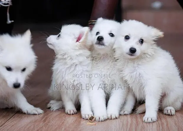 1-3 months Male Purebred American Eskimo · Photo 1