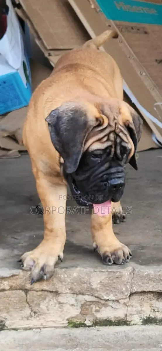 3-6 months Female Purebred Boerboel · Photo 1