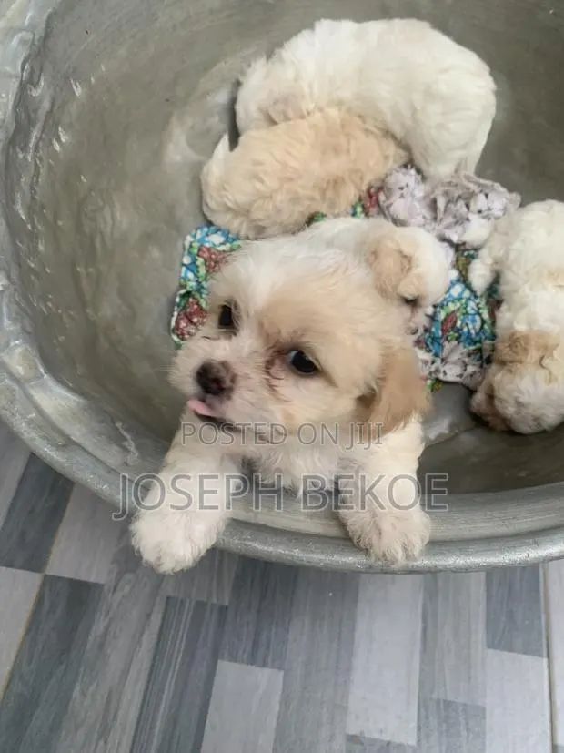 1-3 months Female Purebred Poodle · Photo 1