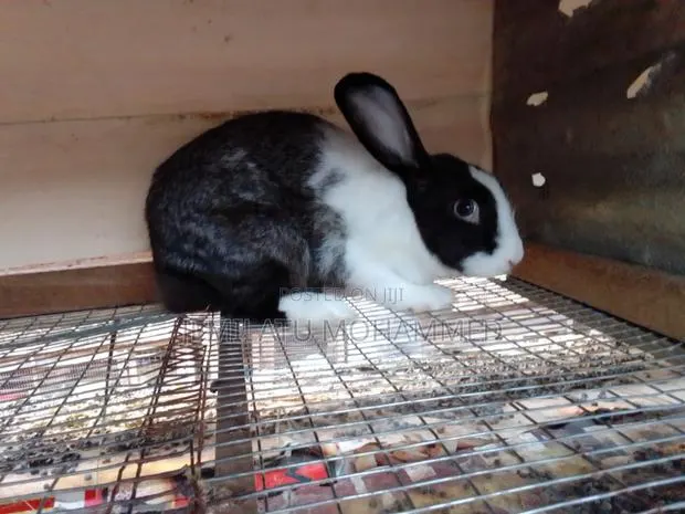 Nana Mohammed's Rabbit · Photo 1