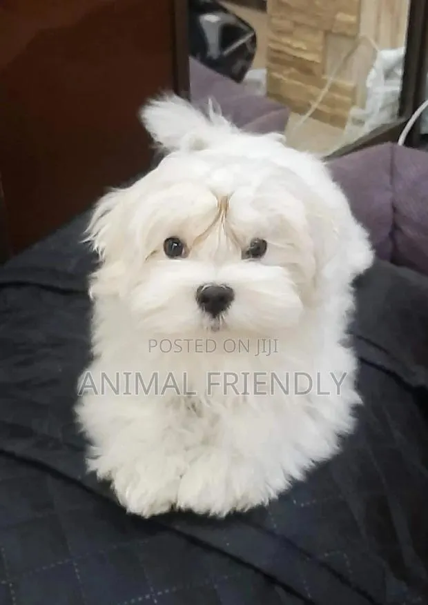 1-3 months Male Purebred Maltese · Photo 1