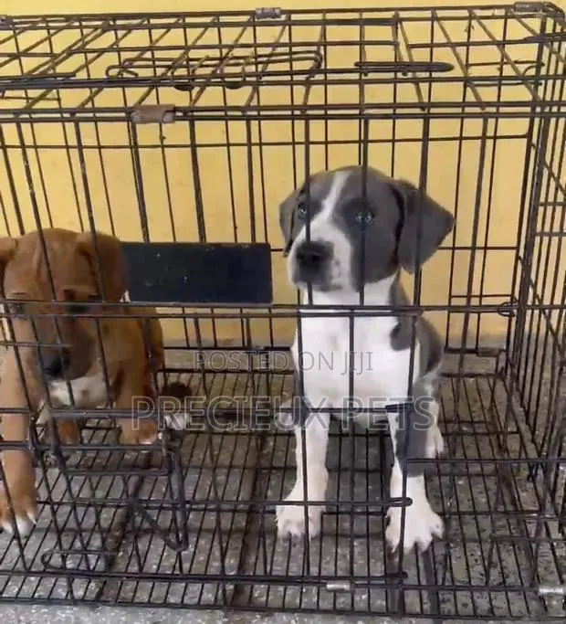1-3 months Female Purebred American Pit Bull Terrier · Photo 1