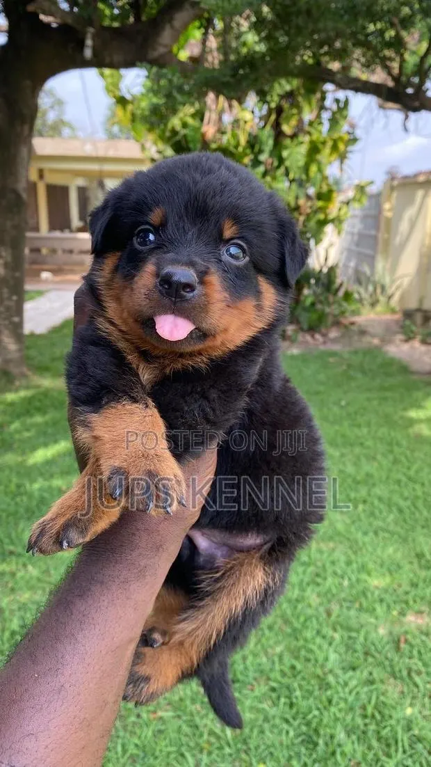 1-3 months Male Purebred Rottweiler · Photo 1
