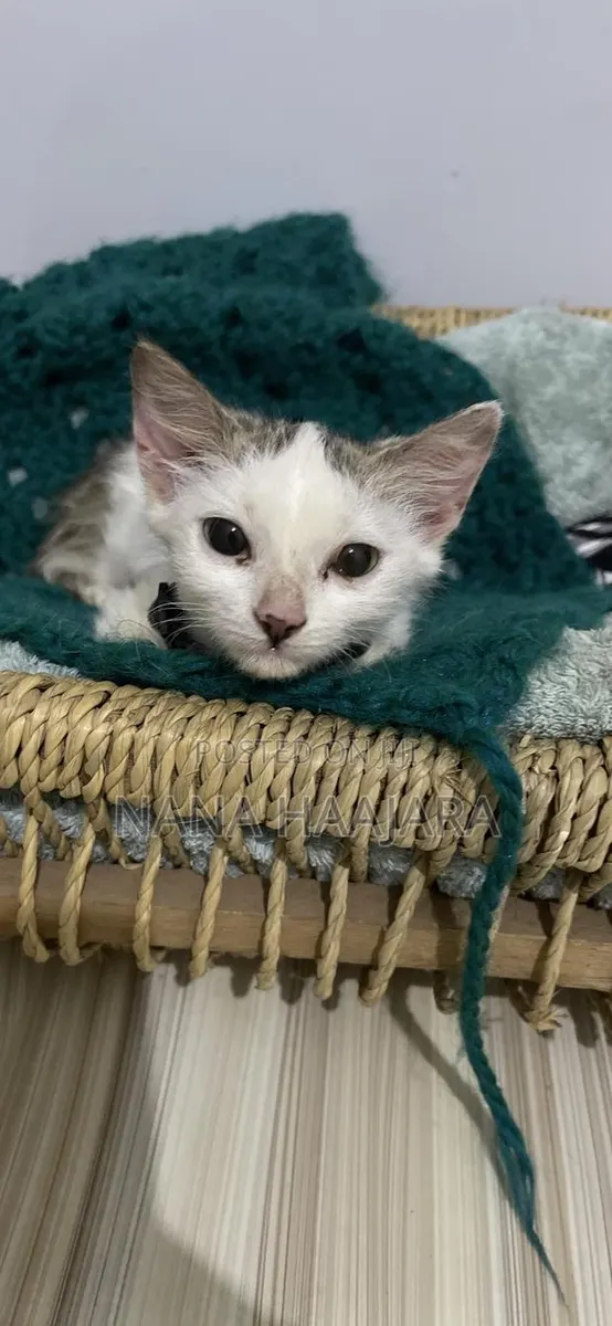3-6 months Female Mixed Breed Cat · Photo 1