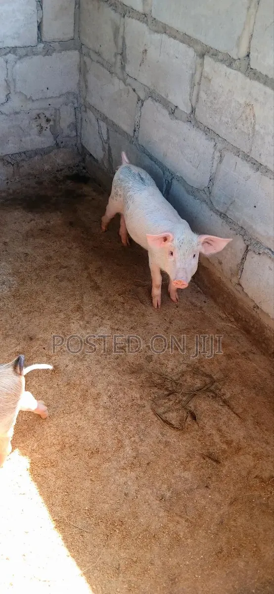 Pigs /Piglets · Photo 3