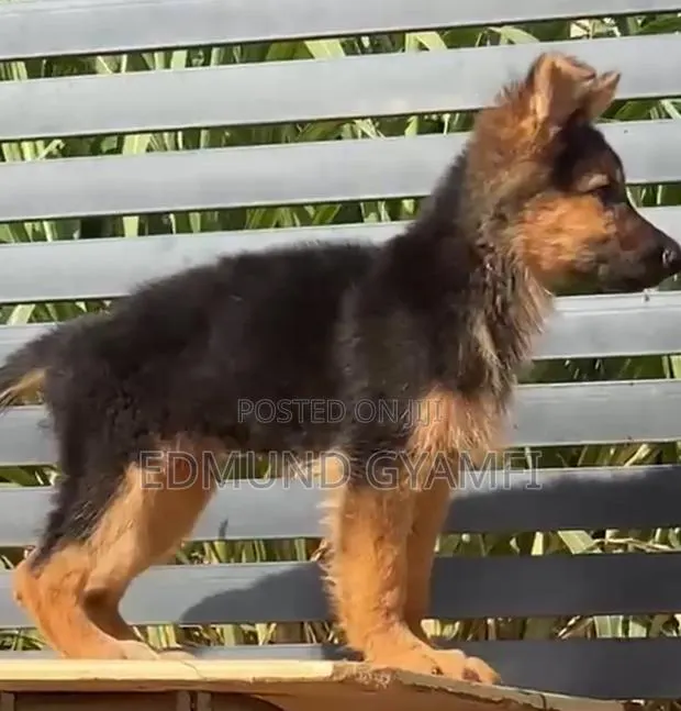 1-3 months Male Purebred German Shepherd