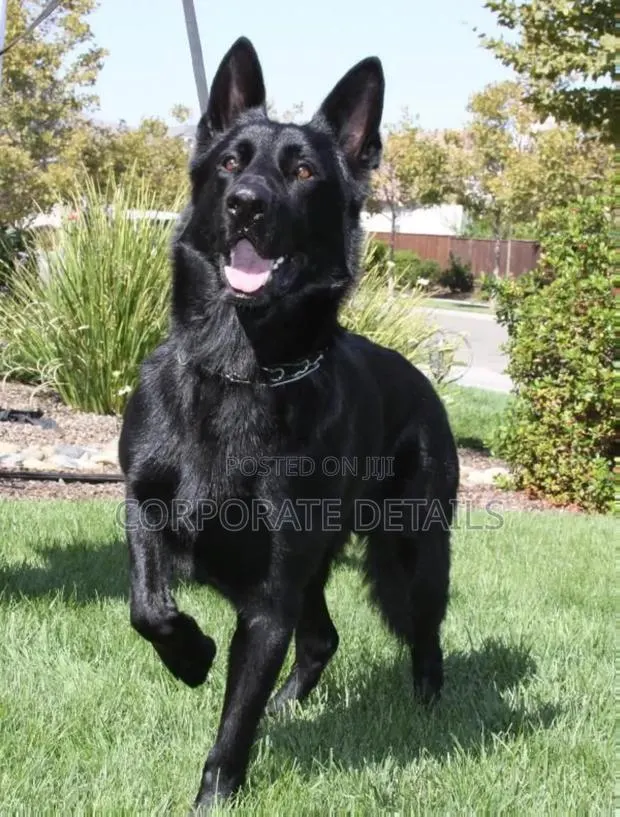 6-12 months Male Purebred German Shepherd · Photo 1