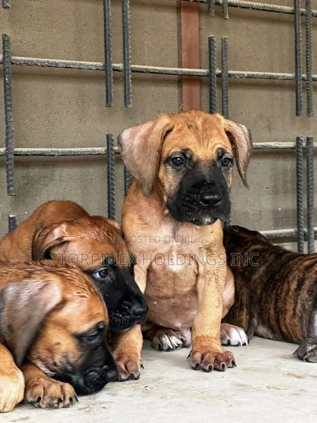 1-3 months Male Purebred Boerboel · Photo 1