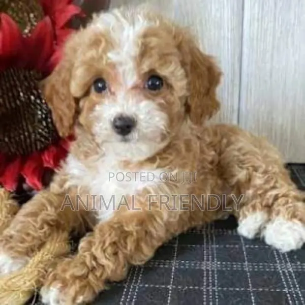 1-3 months Female Purebred Poodle · Photo 1
