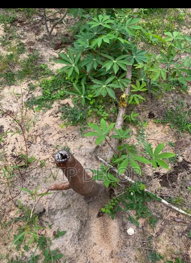 The Best Organic Cassava · Photo 2