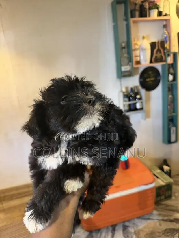 1-3 months Male Mixed Breed Poodle · Photo 1